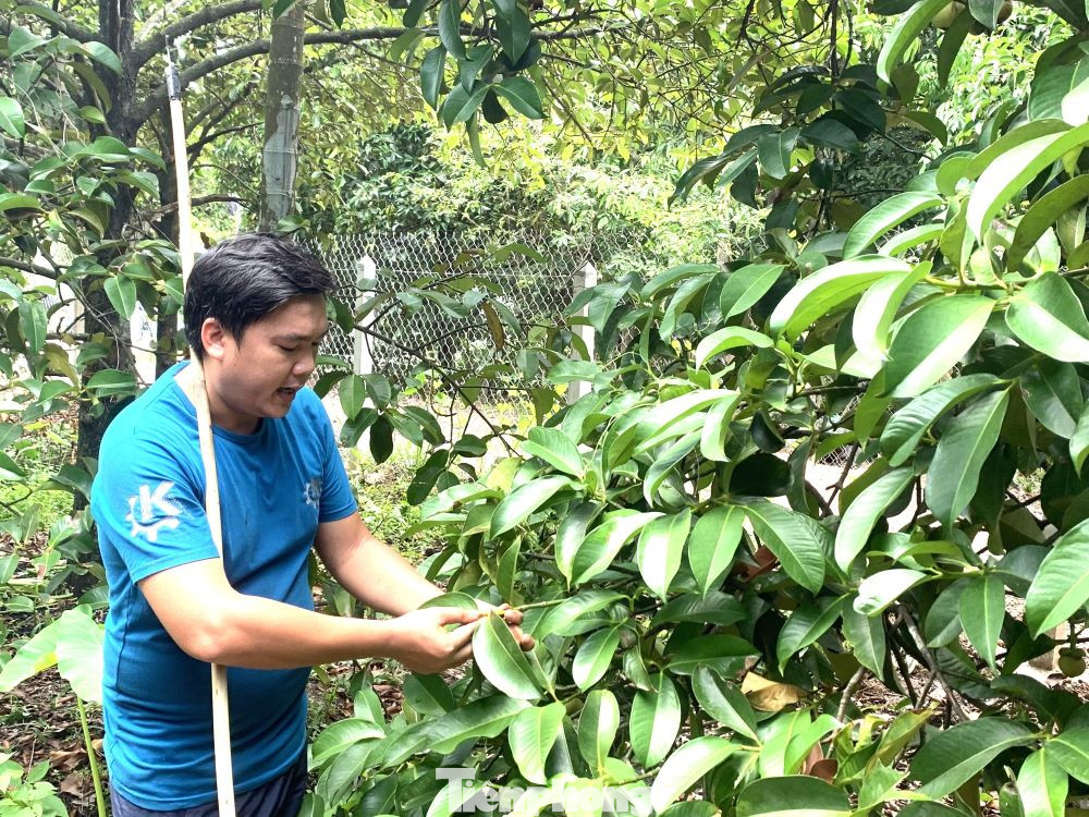 Theo các nhà vườn, thu hoạch măng xanh có giá trị kinh tế cao hơn măng chín. Nhưng nhiều nông dân băn khoăn vì cây măng cụt có tuổi đời lên đến hàng trăm năm lại khó trồng, liệu thu hoạch măng sống có ảnh hưởng đến năng suất, quá trình phát triển của cây. Hiện tại giá măng xanh đầu mùa bán tại vườn cả vỏ là 150.000 đồng/kg.