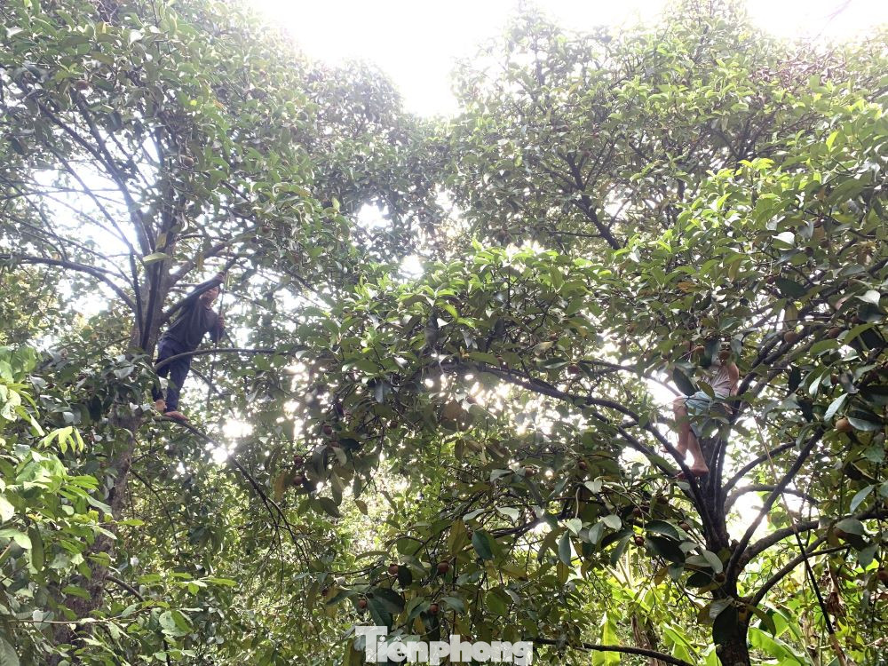 Nông dân được mùa măng cụt, người lao động bị mất việc làm tại công ty cũng có cơ hội kiếm tiền trang trải cuộc sống. “Công ty ngưng hoạt động, tôi thất nghiệp hơn 1 tháng nay. Trong khi chưa xin được việc làm ở công ty mới, tôi nghe tin chủ vườn măng cụt cần người nên đi làm kiếm tiền trang trải. Mỗi ngày tôi được trả công 350.000 đồng”, anh Nguyễn Thái Bảo, quê Đồng Tháp đang ở trọ tại TP Thuận An, Bình Dương nói.