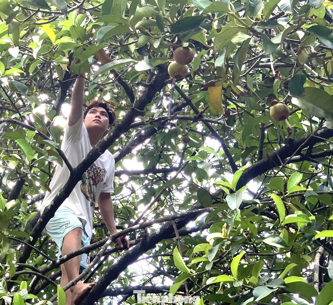 “Tôi đã thử nghiệm hái măng xanh, bán giá cao, hiệu quả kinh tế cao nhưng ảnh hưởng rất lớn đến vườn cây. Măng xanh cuống dai nên bẻ khó buộc phải tác động một lực rất mạnh để giựt trái, do đó sẽ làm lá rụng, tét cành, cây chảy mủ, ảnh hưởng đến quá trình quang hợp cũng như sức khỏe, năng suất mùa sau”, anh Liễu Văn Tài Phú chủ vườn măng cụt hơn 1,4 ha ở xã Thanh Tuyền (huyện Dầu Tiếng, tỉnh Bình Dương) nói.