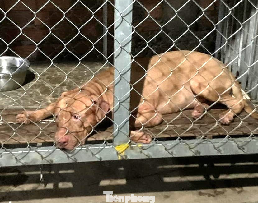 Con chó cắn chết cụ bà 82 tuổi