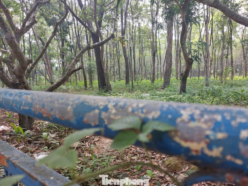 Ngoài những công trình xuống cấp, trong Công viên Thủ Dầu Một ngập rác thải, bốc mùi hôi thối. Công viên Thủ Dầu Một được trồng nhiều cây lâu năm, rậm rạp tạo không gian tối, ẩm thấp.