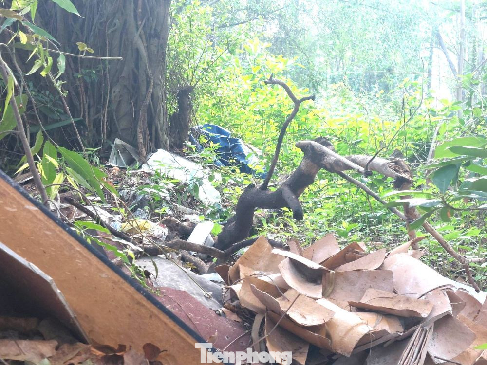Rác thải chất đống dưới gốc cây tạo không gian ẩm thấp