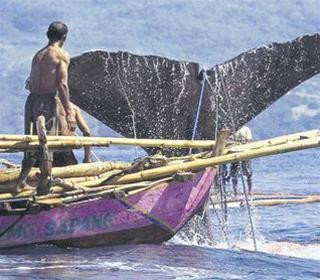 Cú vẫy đuôi của một con cá voi to lớn ngay bên mạn thuyền của các thợ săn (Bild) Cú vẫy đuôi của một con cá voi to lớn ngay bên mạn thuyền của các thợ săn (Bild)