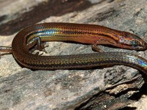 Loài thằn lằn mới veunsaiensis Lygosoma