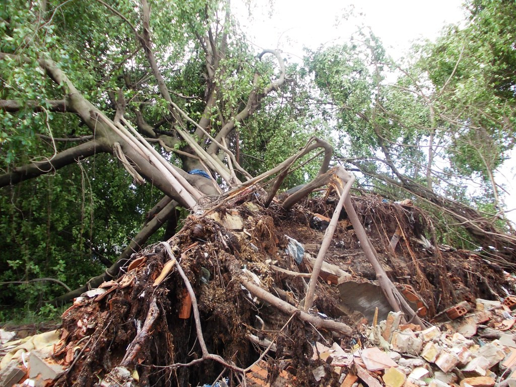 Nhiều cây cổ thụ ven sông Sài Gòn bị quật ngã