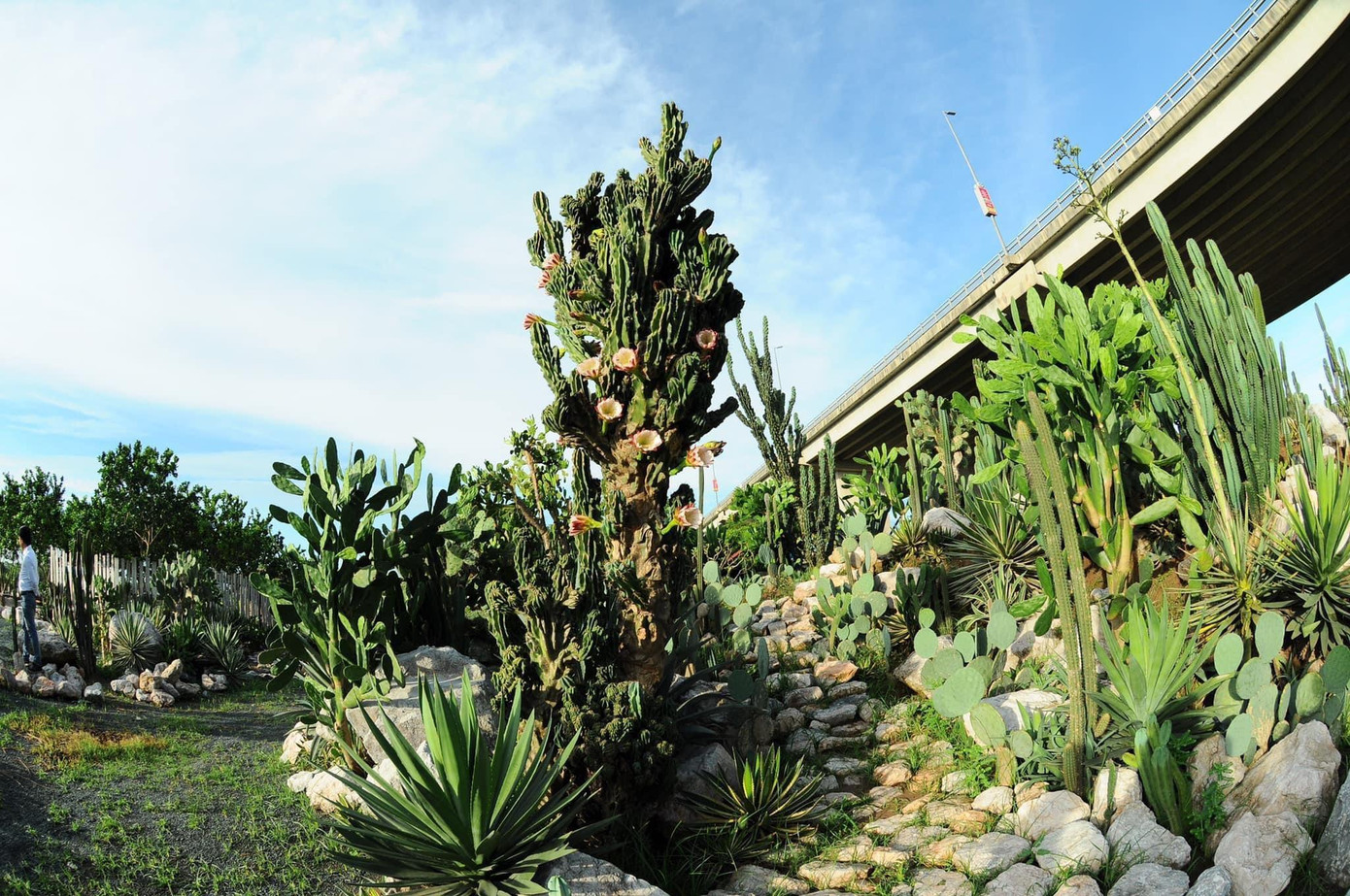 Không gian xanh mát thực sự - Ảnh: Cacti Zoen