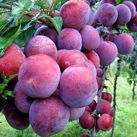 Ảnh: Nongnghiepmienbac Ảnh: Nongnghiepmienbac