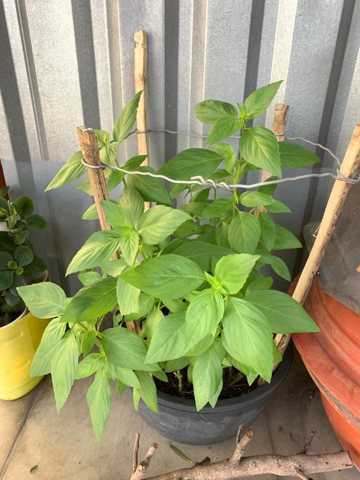 Có rau thơm đây mà phở bò đâu rồi? - Ảnh: Phương Anh Tống Có rau thơm đây mà phở bò đâu rồi? - Ảnh: Phương Anh Tống