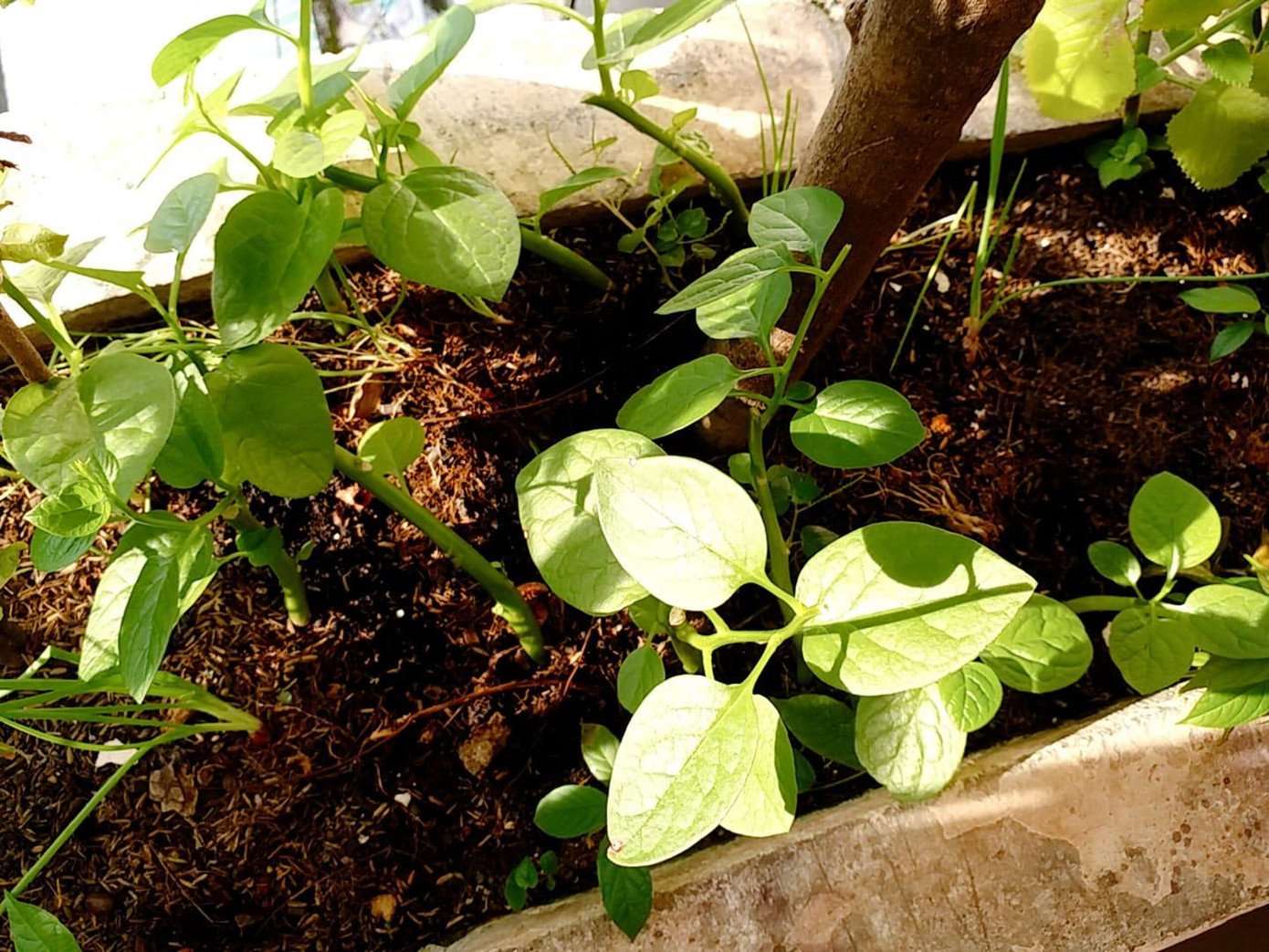 Rau mồng tơi nhé! - Ảnh: Mai Anh Rau mồng tơi nhé! - Ảnh: Mai Anh