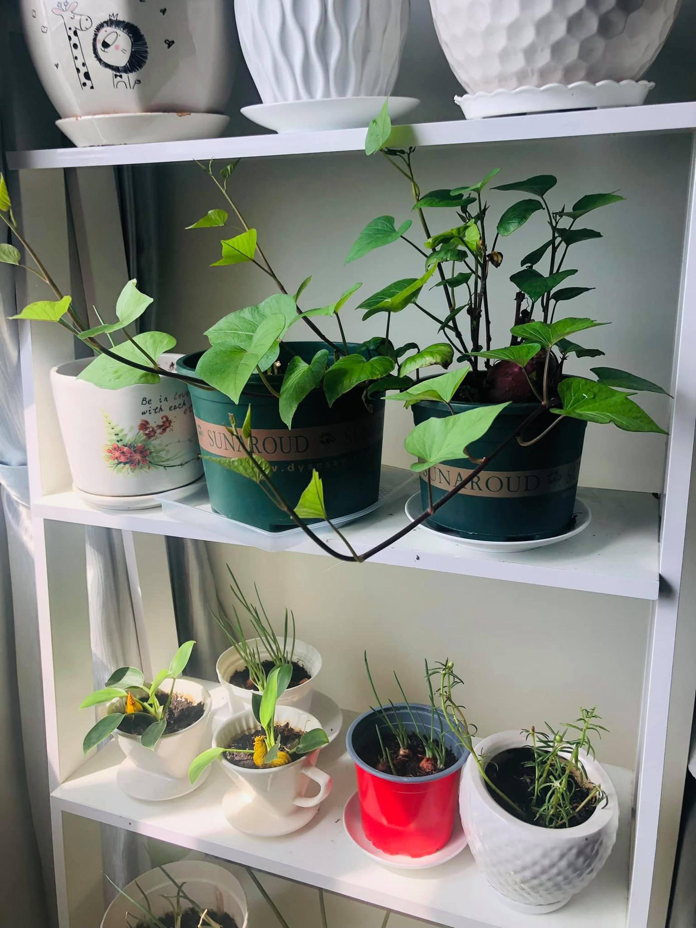 Ngắm rau mỗi ngày thôi cũng thấy hạnh phúc rồi - Ảnh: Phương Nhi Ngắm rau mỗi ngày thôi cũng thấy hạnh phúc rồi - Ảnh: Phương Nhi