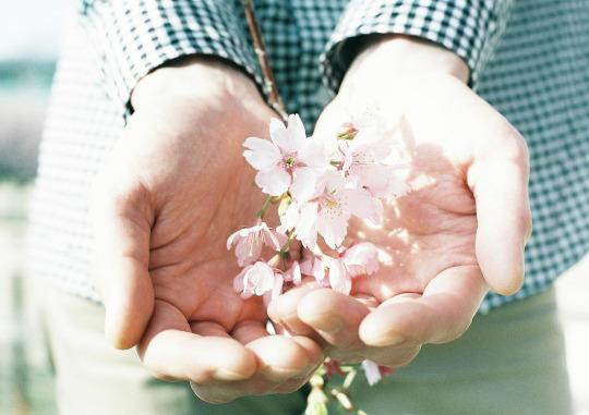 Nhưng em cũng thấy đấy, mặc kệ tất cả, cây táo đã nở hoa. Nhưng em cũng thấy đấy, mặc kệ tất cả, cây táo đã nở hoa.