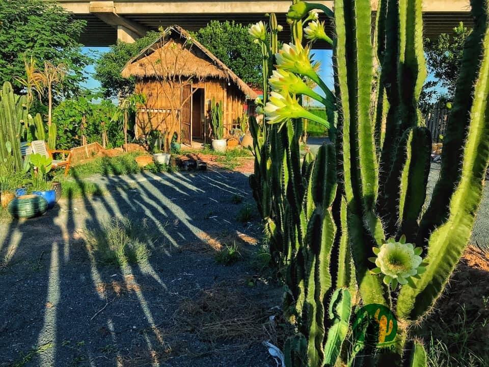 Không gian yên bình và tràn ngập ánh sáng - Ảnh: Cacti Zone