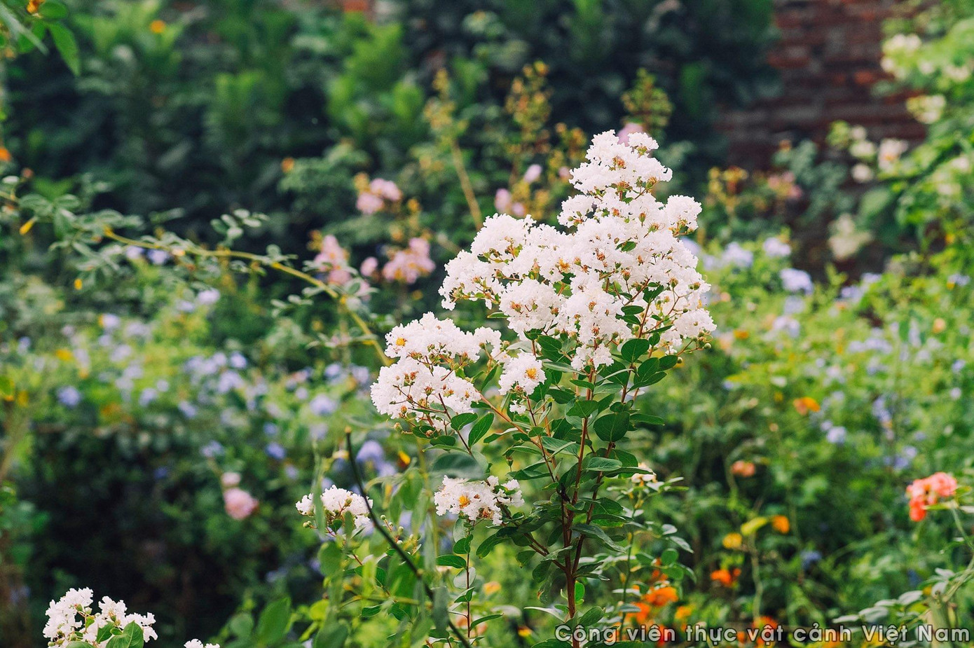 Có cả tường vi trắng nhé! - Ảnh: Công viên thực vật cảnh Việt Nam Có cả tường vi trắng nhé! - Ảnh: Công viên thực vật cảnh Việt Nam