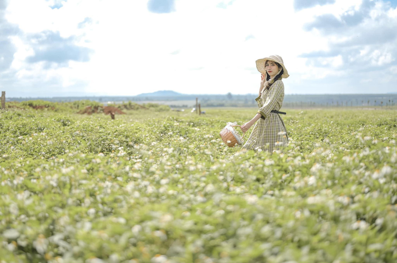 Thả mình giữa cánh đồng hoa trắng ngập nắng - Ảnh: Phúc Bùi Thả mình giữa cánh đồng hoa trắng ngập nắng - Ảnh: Phúc Bùi