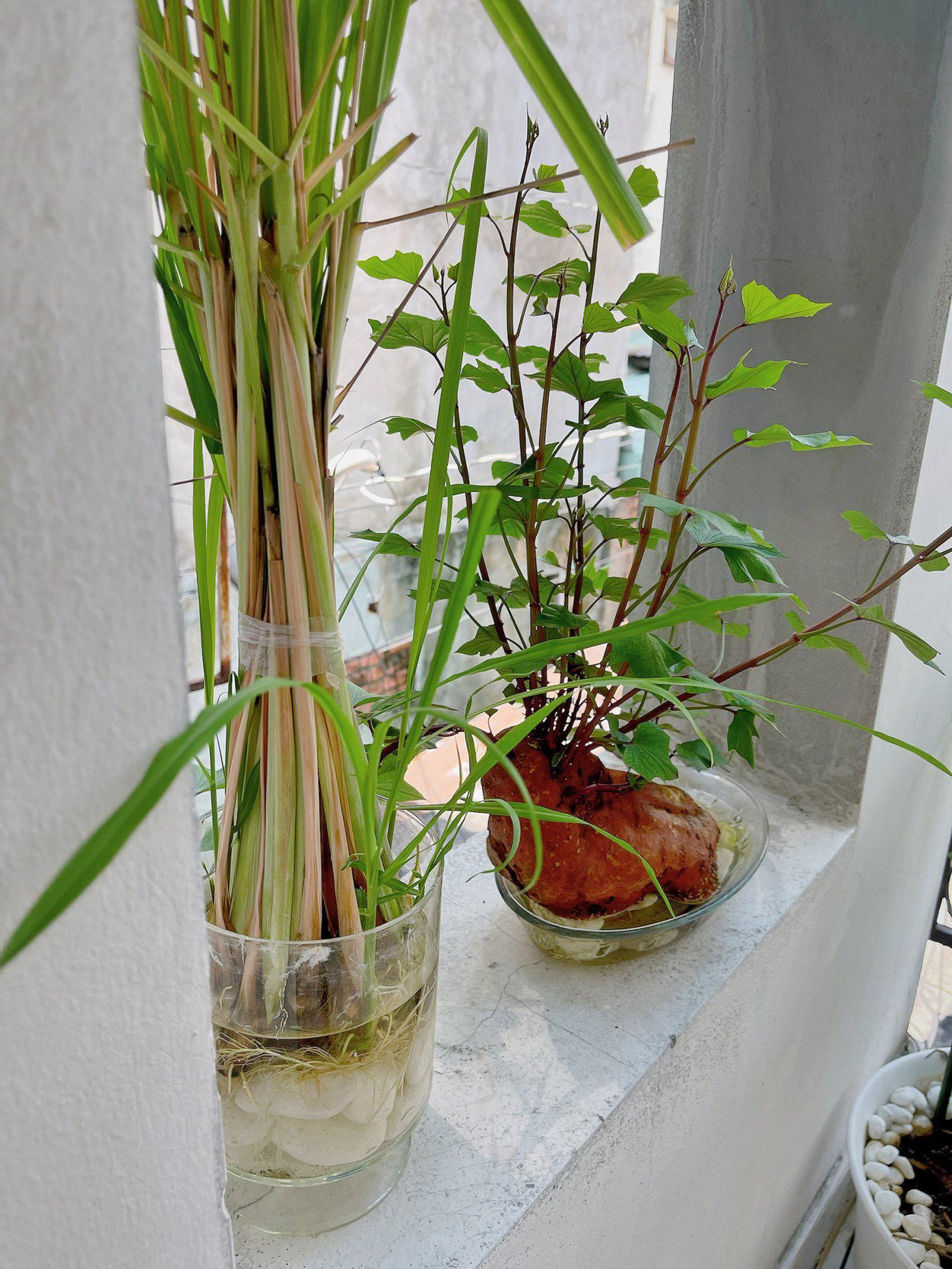 Khoai lang và sả, xịn chưa xịn chưa? - Ảnh: Axiu Chen Khoai lang và sả, xịn chưa xịn chưa? - Ảnh: Axiu Chen