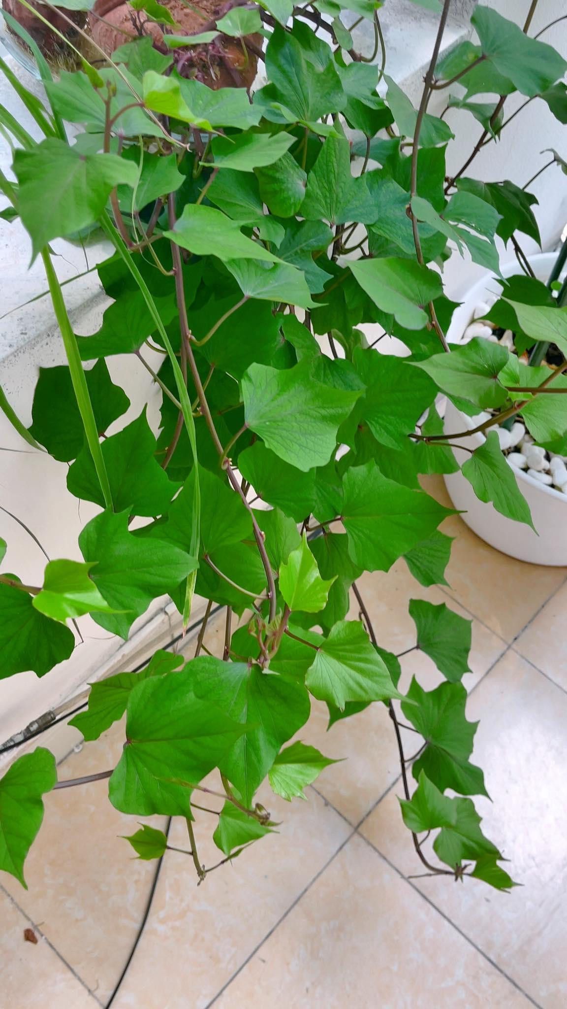 Lúc này là sắp thu hoạch lá - Ảnh: Axiu Chen Lúc này là sắp thu hoạch lá - Ảnh: Axiu Chen