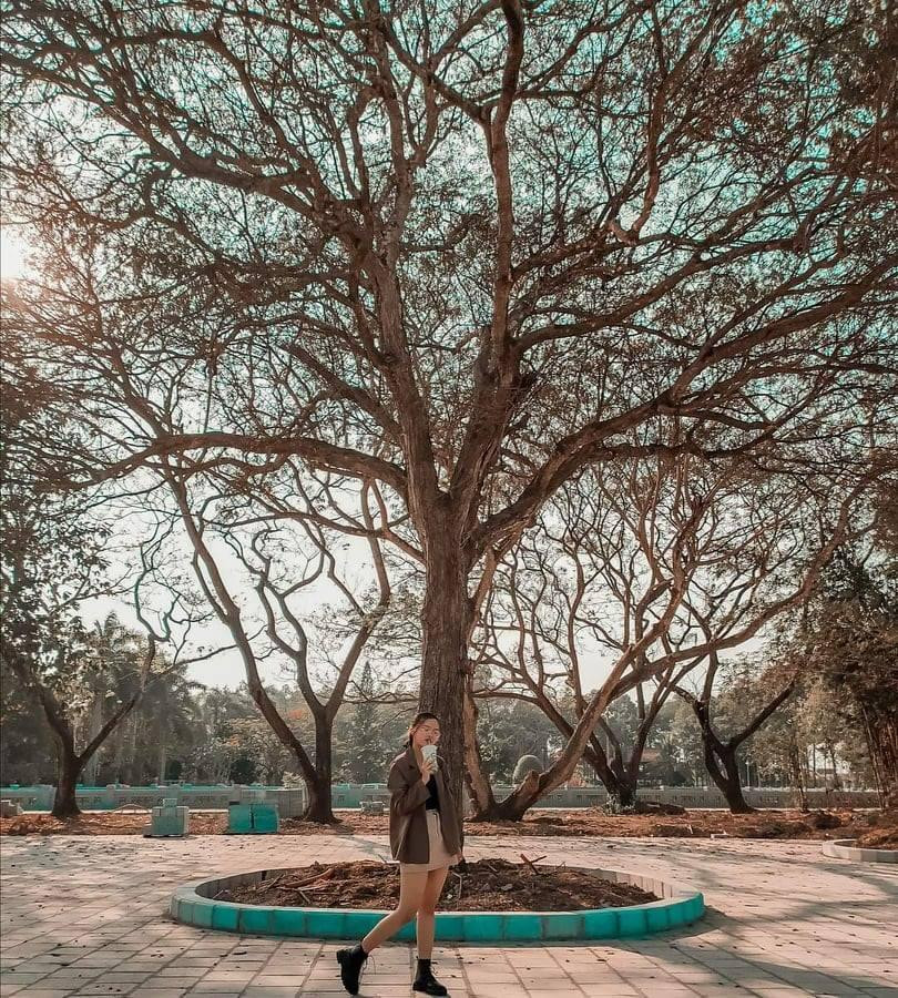 Cây cổ thụ rợp bóng mát - Ảnh: Trang Nguyễn Cây cổ thụ rợp bóng mát - Ảnh: Trang Nguyễn