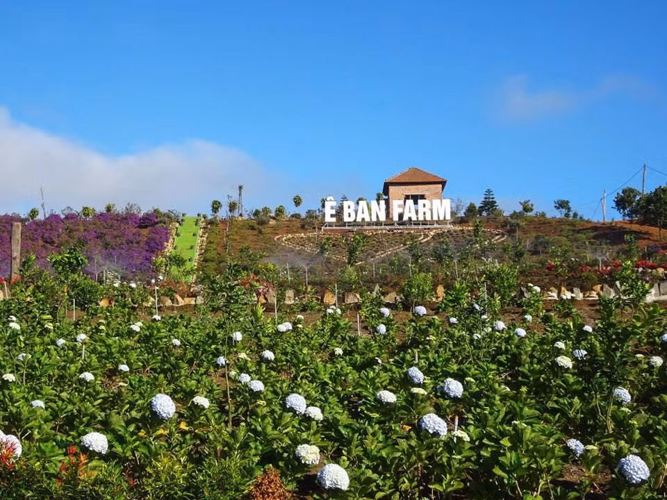 Vườn hoa Ê Ban Farm mát mắt - Ảnh: Măng Đen Travel