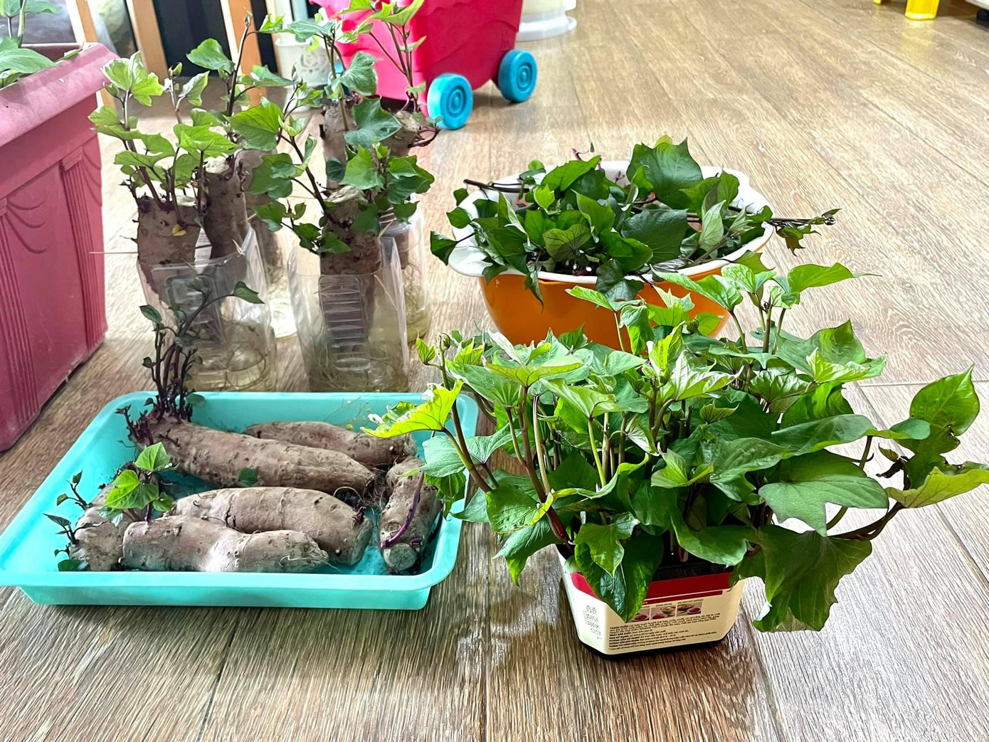 Rau lang xanh tươi mơn mởn để phục vụ bữa ăn cho gia đình - Ảnh: Vũ Thùy Linh Rau lang xanh tươi mơn mởn để phục vụ bữa ăn cho gia đình - Ảnh: Vũ Thùy Linh