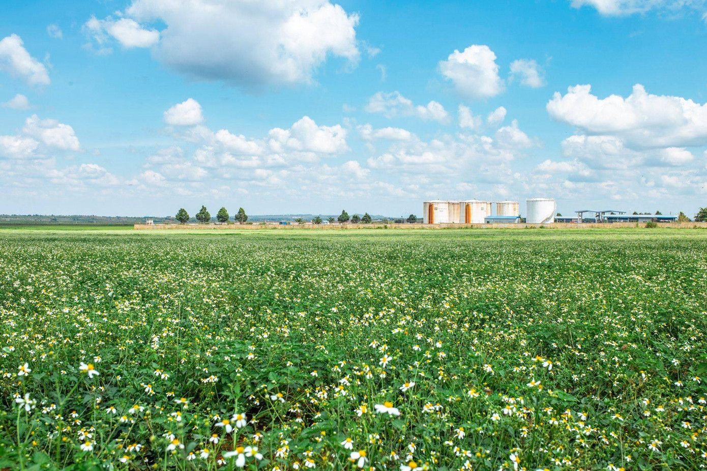 Hoa xuyến chi nở trắng cả một khoảng trời phố núi - Ảnh: Gia Lai 81 Hoa xuyến chi nở trắng cả một khoảng trời phố núi - Ảnh: Gia Lai 81