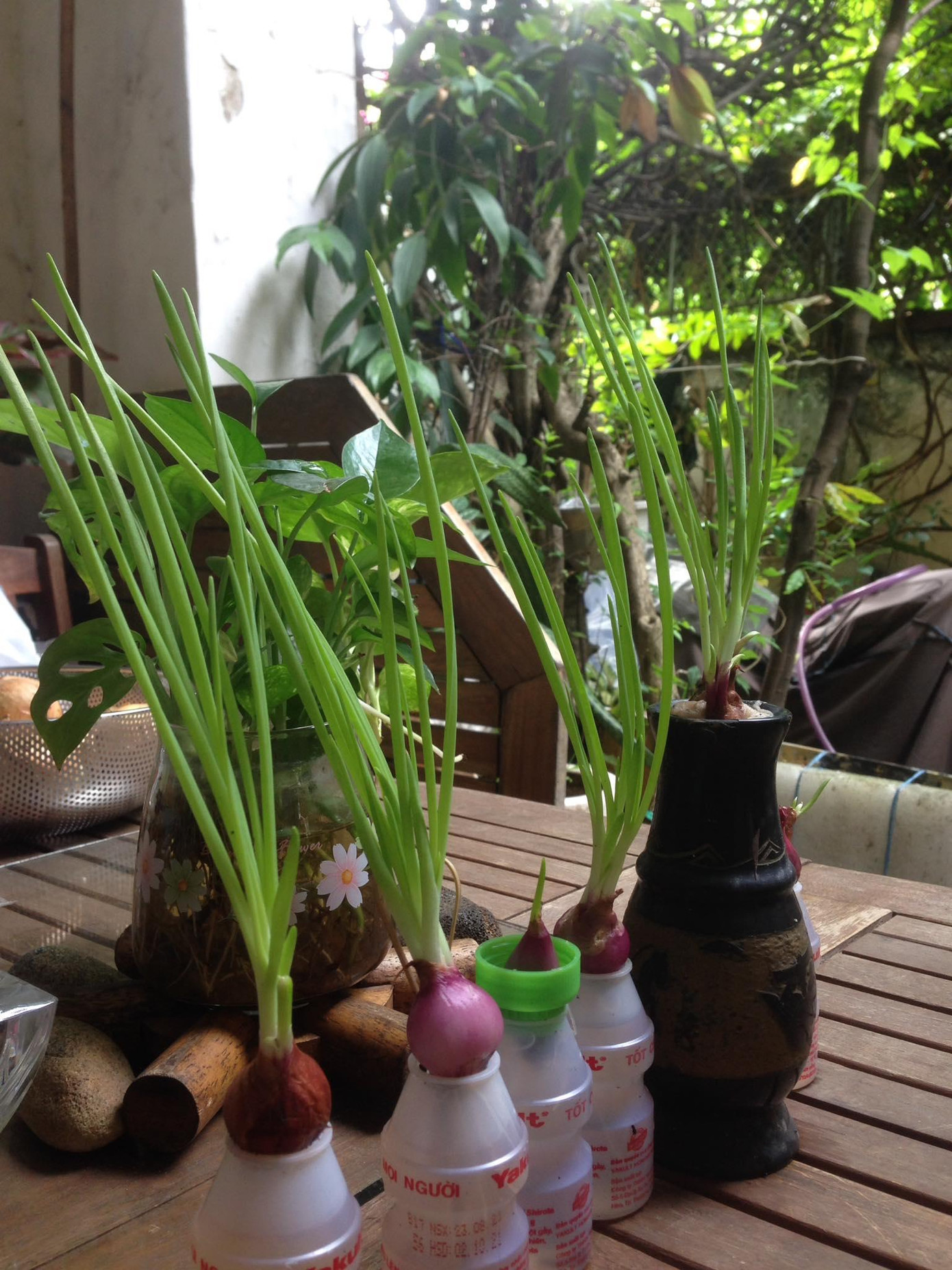 Tận dụng hộp sữa bé tí hon để trồng hành lá - Ảnh: Phan Thanh Tận dụng hộp sữa bé tí hon để trồng hành lá - Ảnh: Phan Thanh