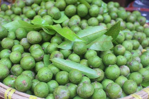 Quả sấu xanh - Ảnh: Báo Dak Lak Quả sấu xanh - Ảnh: Báo Dak Lak