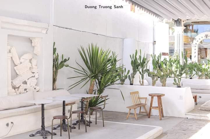 Xương rồng có ở khắp nơi - Ảnh: Dương Trường Sanh