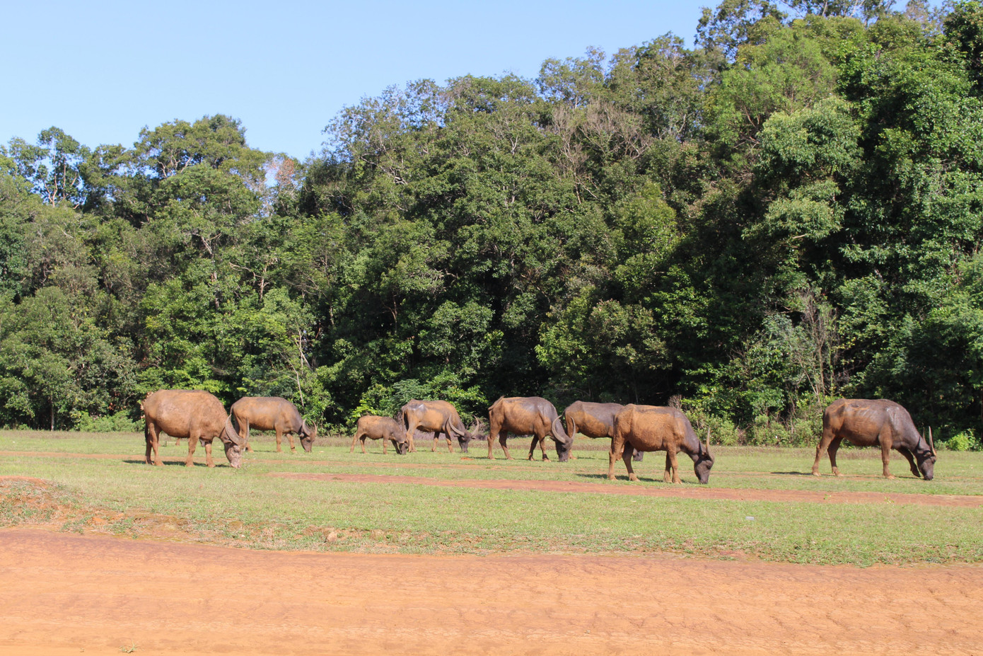 Đàn trâu thong dong gặm cỏ - Ảnh: Hoàng Ân Đàn trâu thong dong gặm cỏ - Ảnh: Hoàng Ân