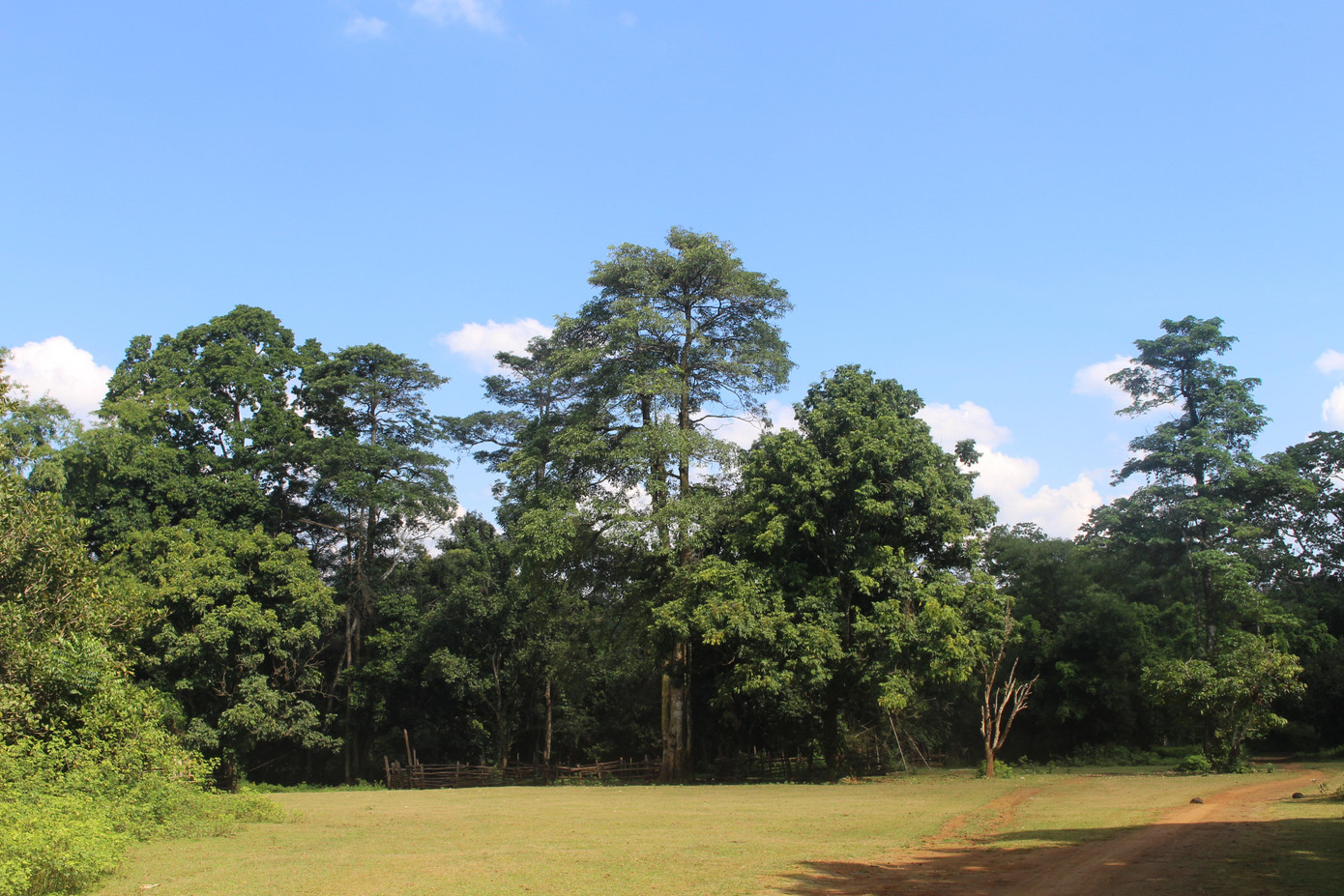 Bìa rừng ngập nắng - Ảnh: Hoàng Ân Bìa rừng ngập nắng - Ảnh: Hoàng Ân