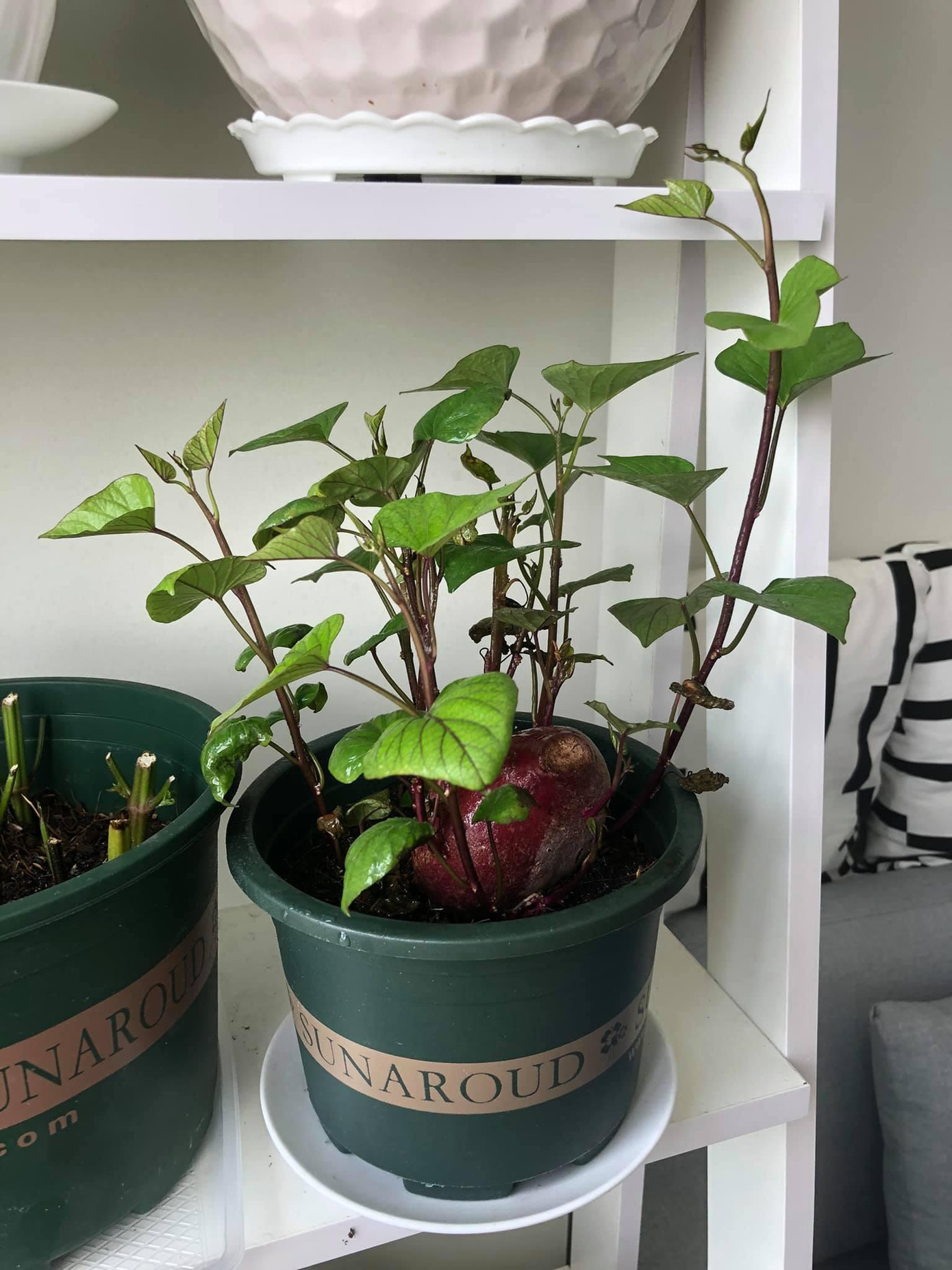 Một màu xanh mơn mởn - Ảnh: Phương Nhi Một màu xanh mơn mởn - Ảnh: Phương Nhi