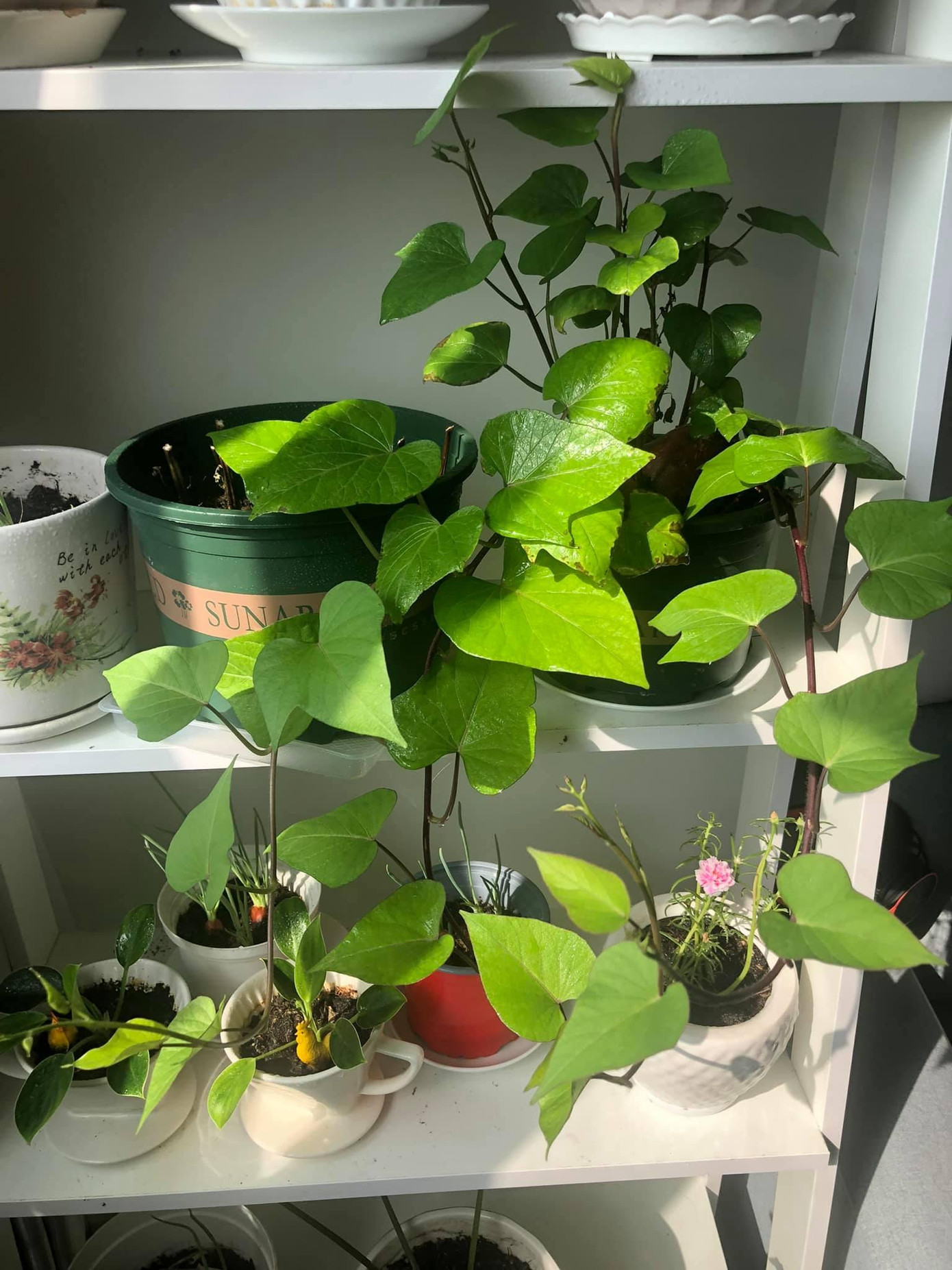 Rau organic hoàn toàn nha! - Ảnh: Phương Nhi Rau organic hoàn toàn nha! - Ảnh: Phương Nhi