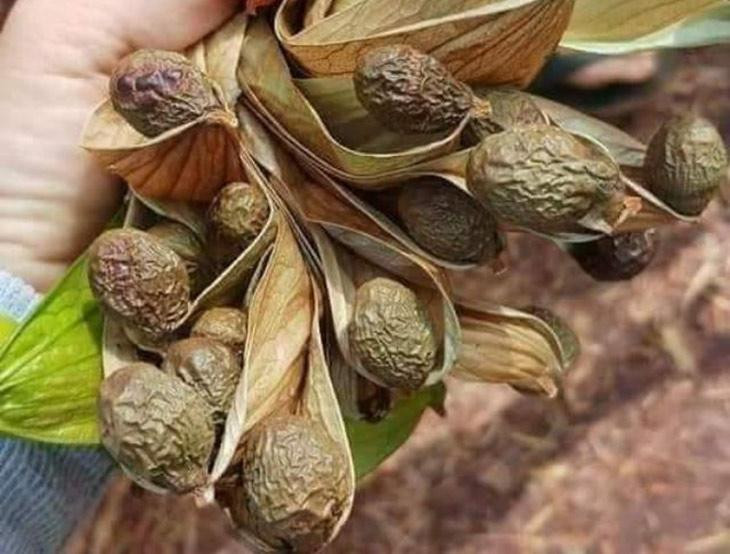 Quả ươi bay khô - Ảnh: Đặc sản Phan Rang