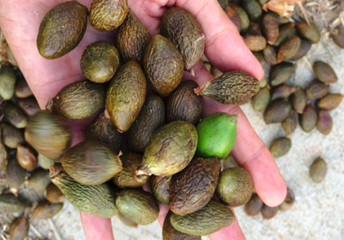 Màu nâu mộc mạc của núi rừng - Ảnh: Đặc sản Phan Rang