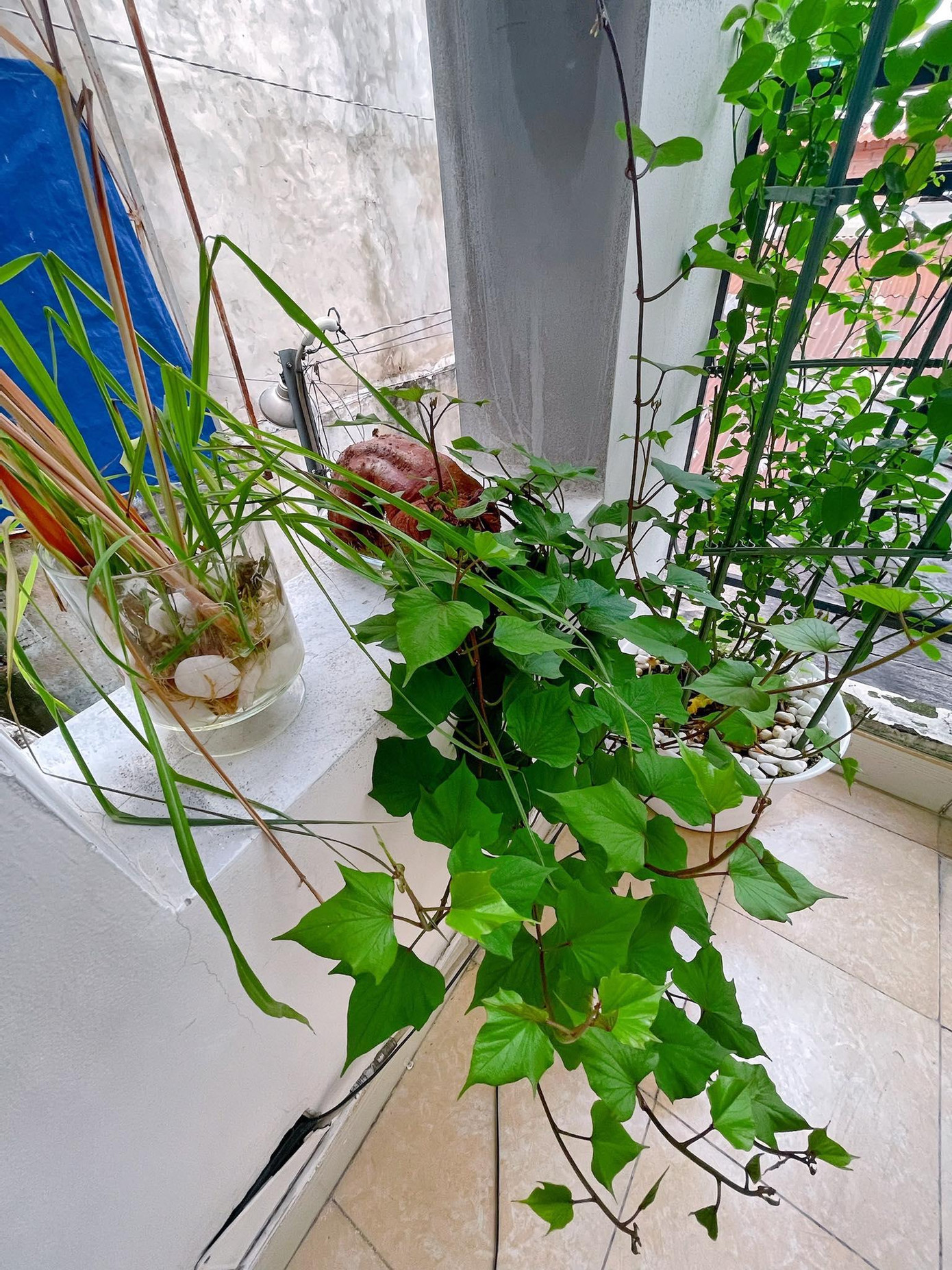 Khung cửa sổ trở thành "vườn rau" xanh mướt - Ảnh: Axiu Chen Khung cửa sổ trở thành "vườn rau" xanh mướt - Ảnh: Axiu Chen