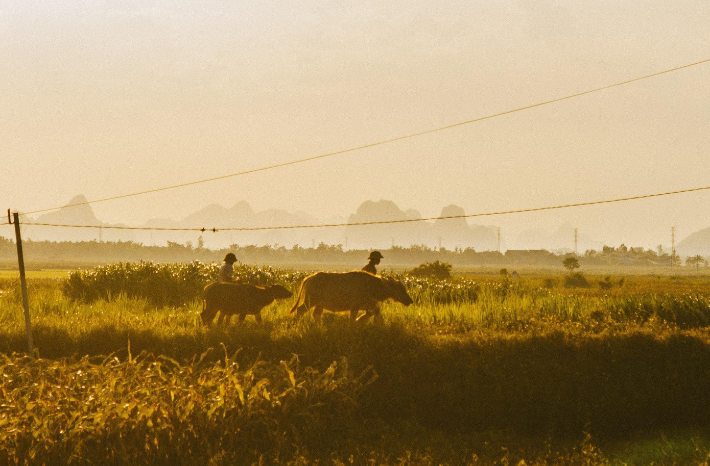 Hoàng hôn dát vàng trên cánh đồng - Ảnh: Cáp Lộc Hàn Vũ Hoàng hôn dát vàng trên cánh đồng - Ảnh: Cáp Lộc Hàn Vũ