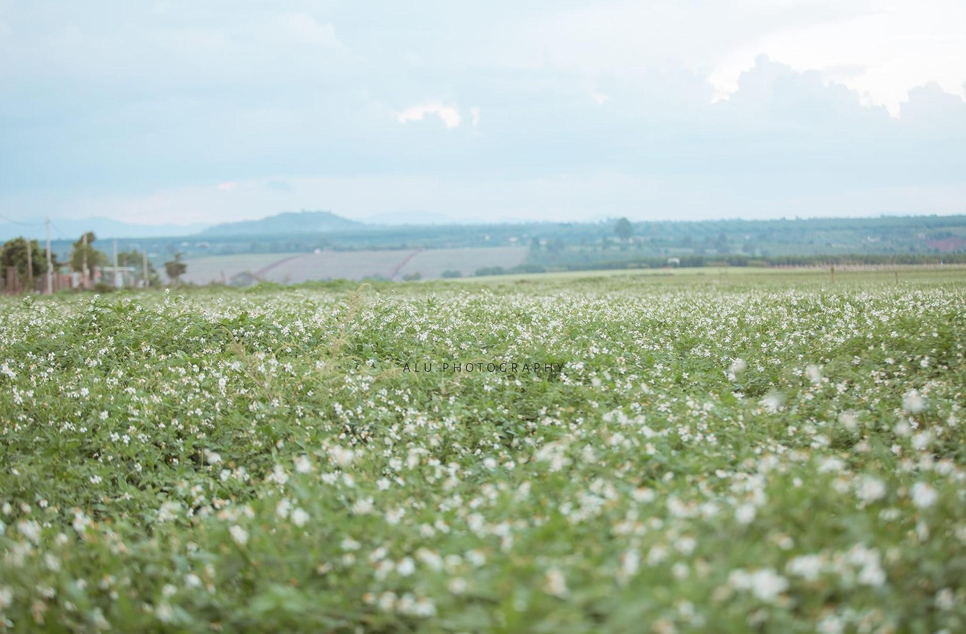 Không gian bát ngát và thơ mộng của cánh đồng hoa xuyến chi - Ảnh: Hà Văn Tiền Không gian bát ngát và thơ mộng của cánh đồng hoa xuyến chi - Ảnh: Hà Văn Tiền