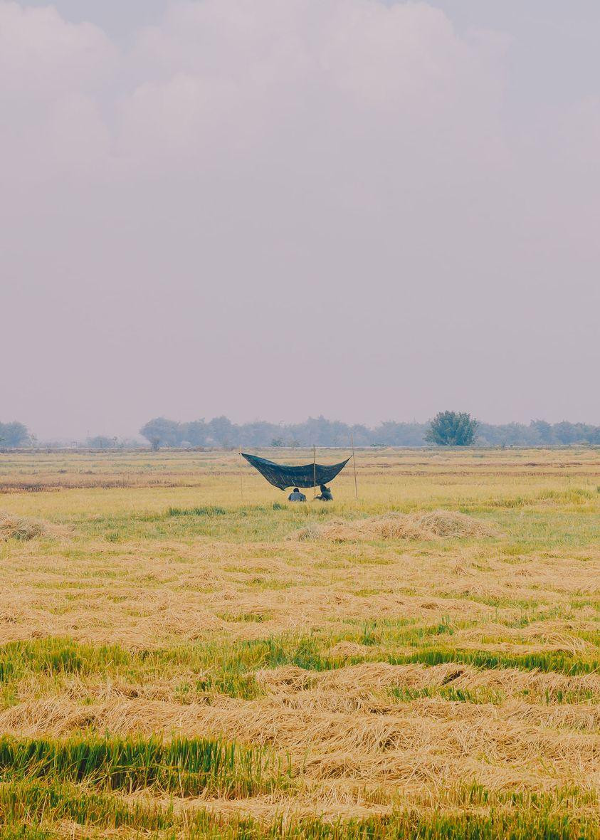 Mùi lúa chín, màu lúa chín - Ảnh: Cáp Lộc Hàn Vũ Mùi lúa chín, màu lúa chín - Ảnh: Cáp Lộc Hàn Vũ
