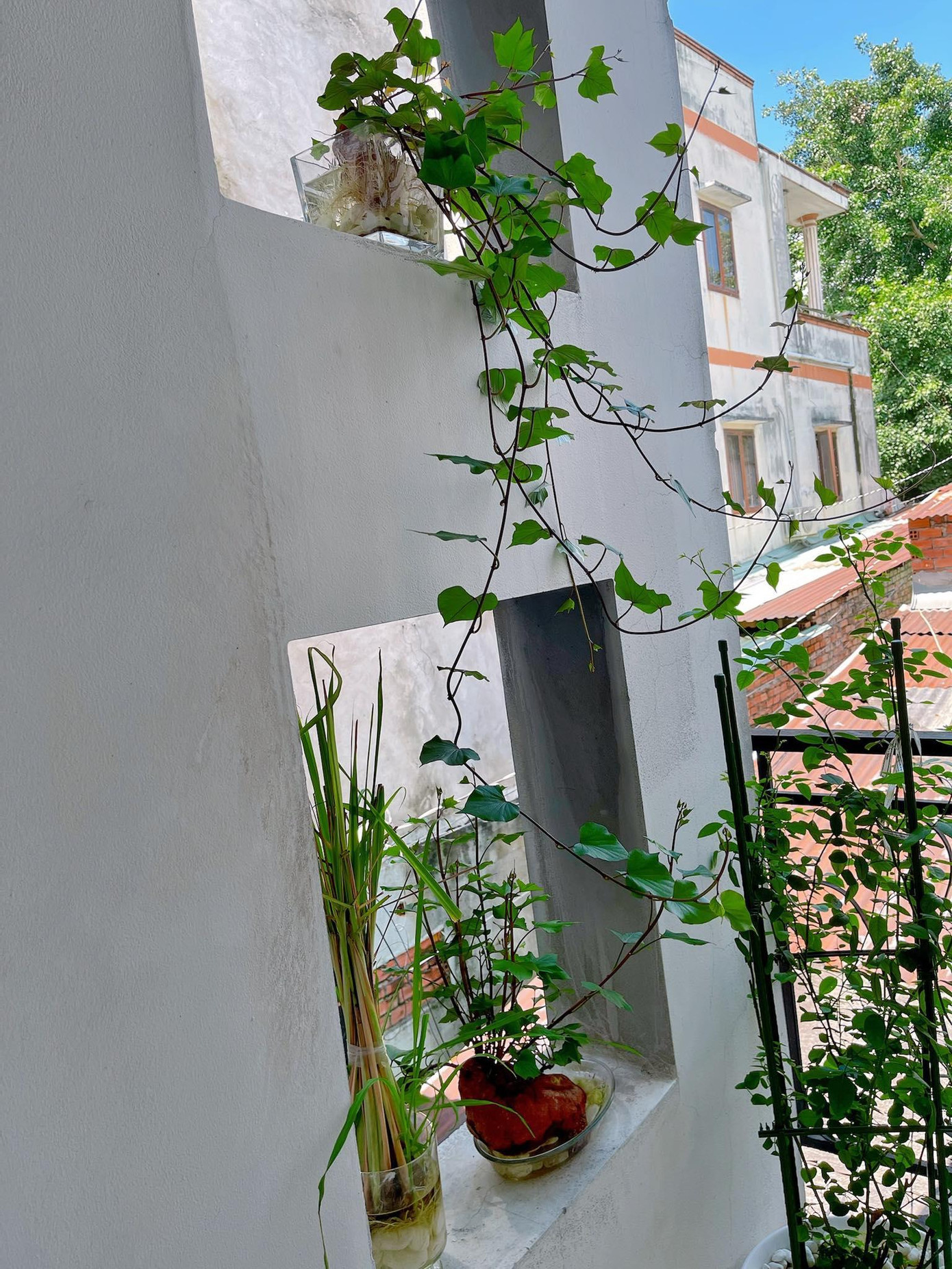 Khoai lang ra lá nhanh lắm luôn! - Ảnh: Axiu Chen Khoai lang ra lá nhanh lắm luôn! - Ảnh: Axiu Chen