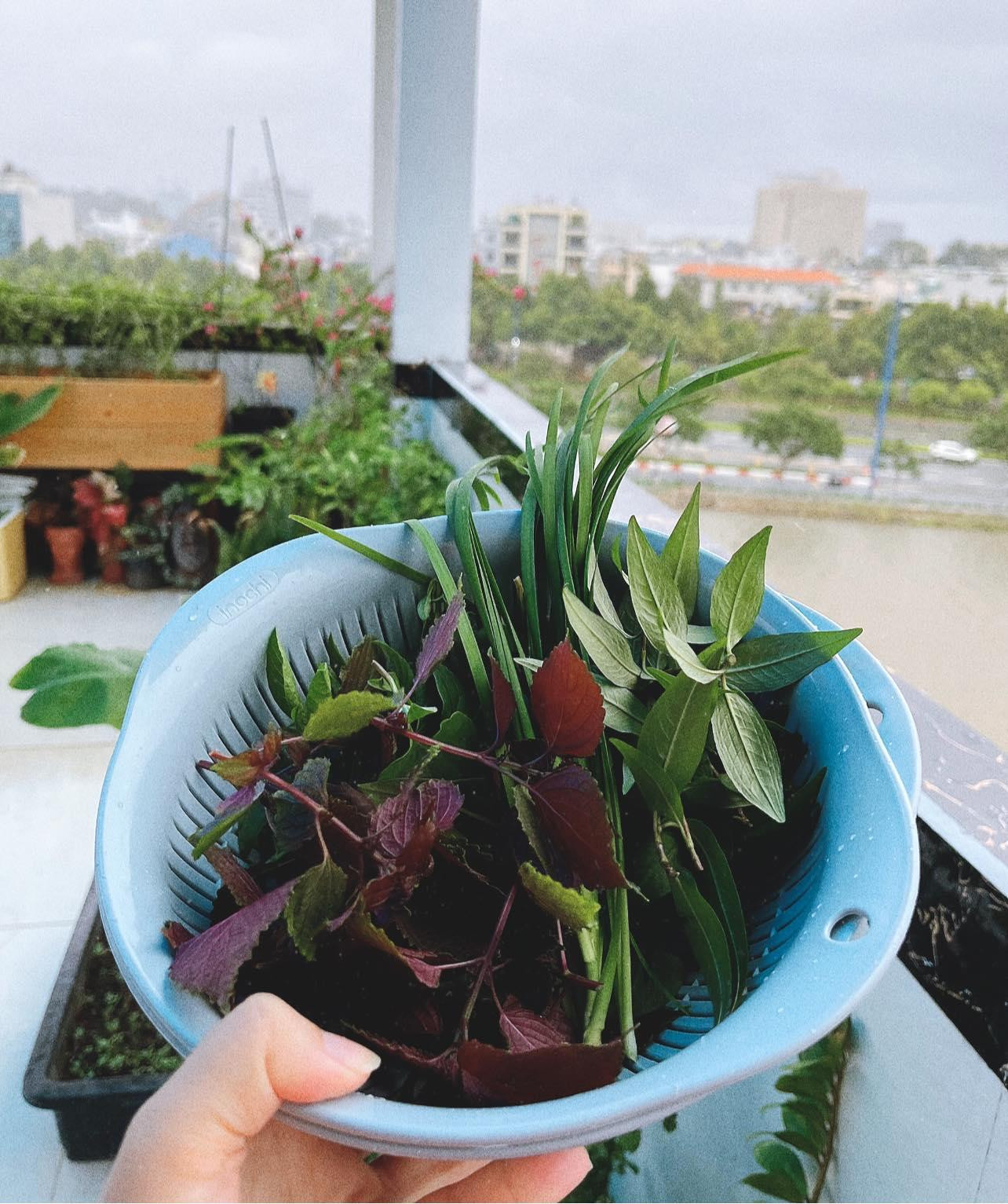 Trời mưa bay bay, nhanh trí lên sân thượng thu hoạch ngay mớ rau nhà trồng... Trời mưa bay bay, nhanh trí lên sân thượng thu hoạch ngay mớ rau nhà trồng...