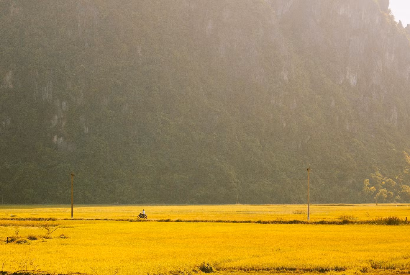Màu vàng ấm no - Ảnh: Cáp Lộc Hàn Vũ