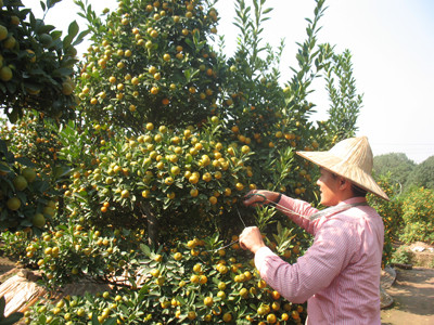 Người trồng quất ngậm ngùi, do cây bị chết vì mưa