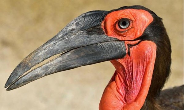 Lễ khai mạc rực rỡ sắc màu của EURO 2016 ảnh 21