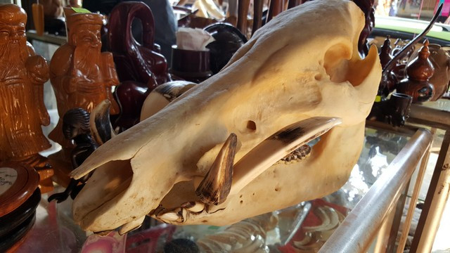 Đuôi voi nhà bị chặt trộm bán lấy lông. Ảnh: T.L