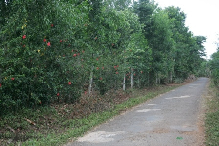 Con đường vắng vẻ dẫn vào khu vườn nhà bà Hường