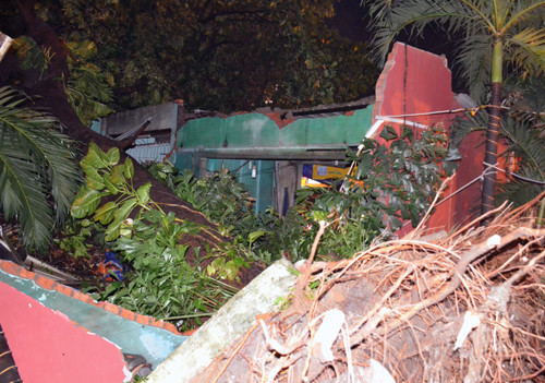 Cổ thụ đè sập bốn nhà ở Sài Gòn, hai mẹ con bị thương ảnh 1