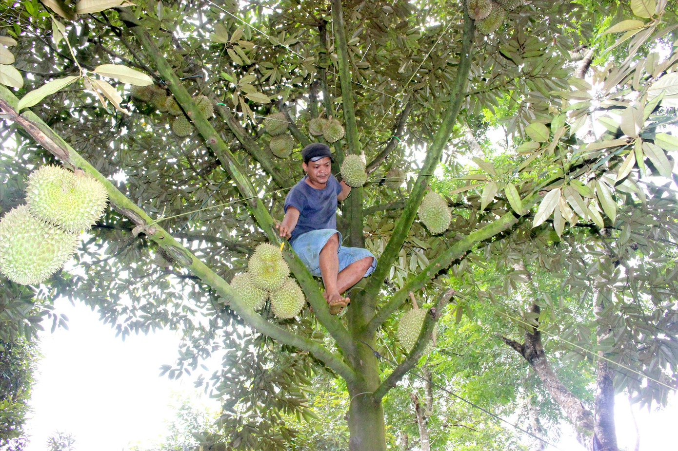 Biệt đội 'gõ' sầu riêng ảnh 1