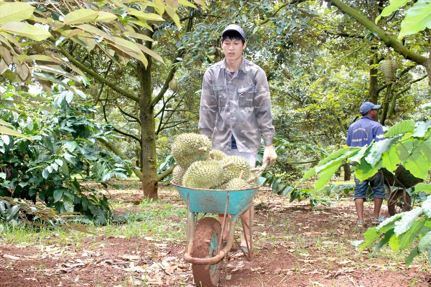 Biệt đội 'gõ' sầu riêng ảnh 2