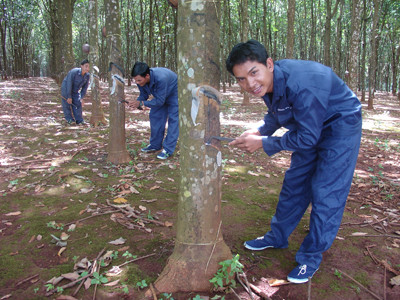 Công nhân cạo mủ cao su. Công nhân cạo mủ cao su
