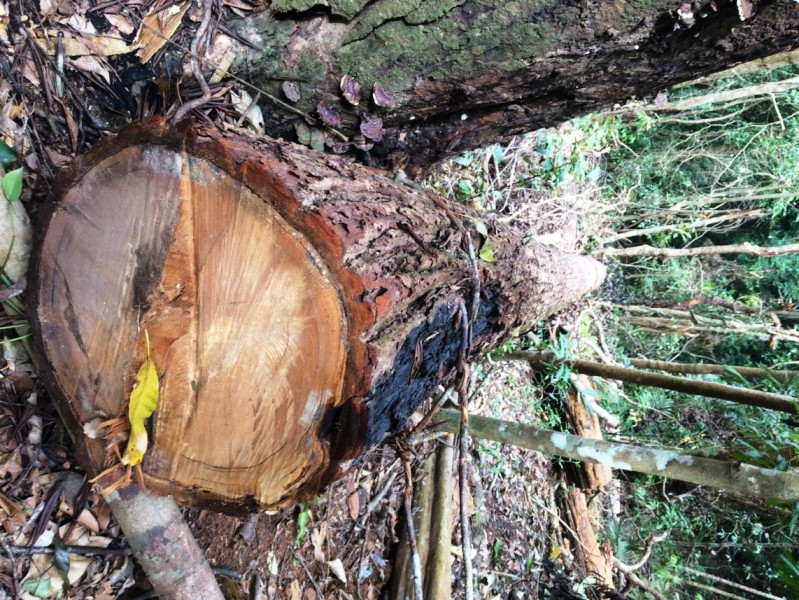 Lâm tặc dùng dây rừng cố định những lóng gỗ ở các dốc núi