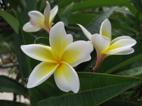 Ảnh: minh họa - Internet